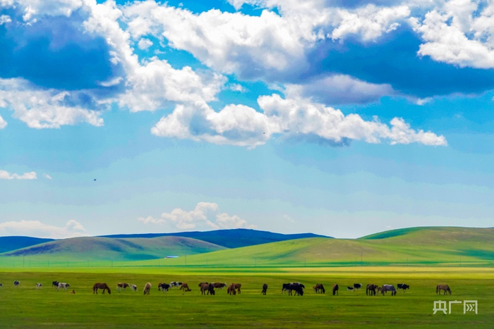 夏季的陈巴尔虎草原景色宜人(央广网发 吕昊俊 摄)