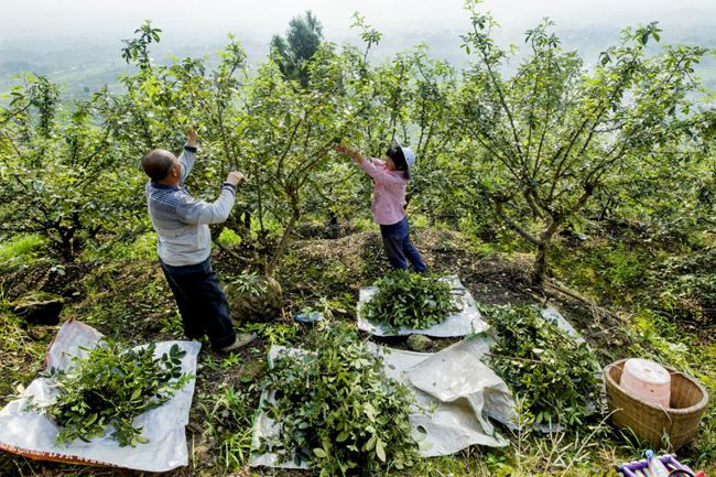 每年6月，农户集中采摘花椒。江津区委宣传部供图