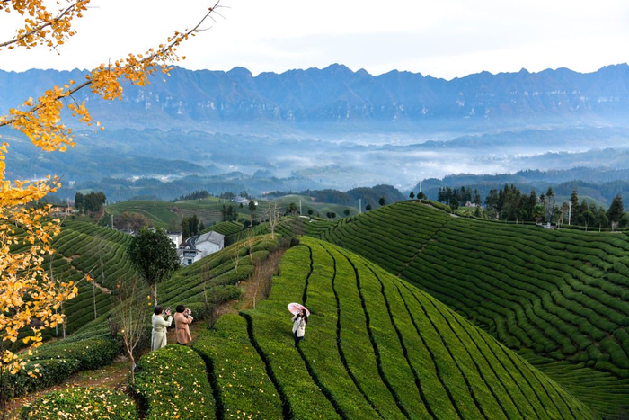 游客在恩施鹤峰县走马镇木耳山观光 杨文斌 摄