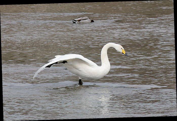 宁湖湿地里的大天鹅。
