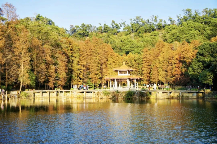 ▲深圳仙湖植物园的落羽杉。