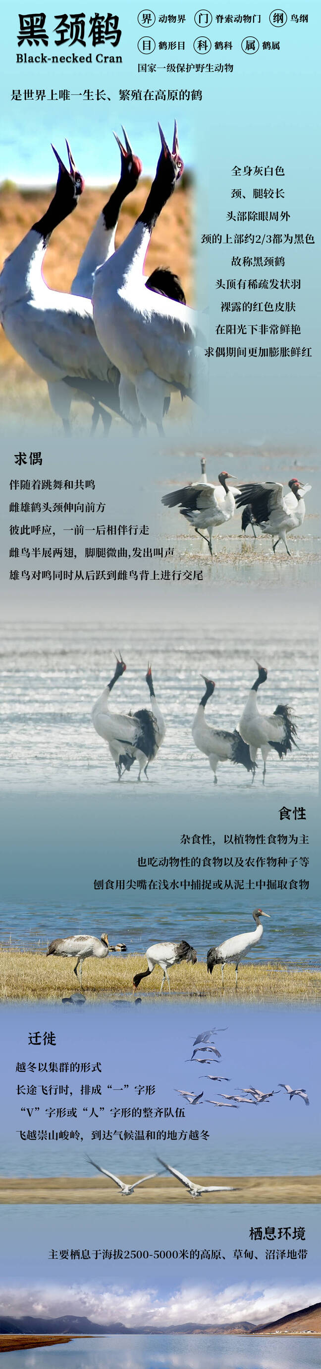 守望云中仙——黑颈鹤|香格里拉|迪庆藏族自治州_新浪