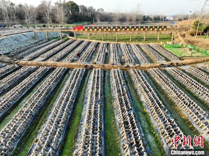 江西省九江市湖口县大垅乡王斯村黑木耳种植基地,一排排整齐的菌棒长