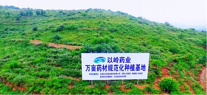 图：以岭药业连翘规范化种植基地