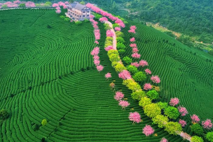 福建茶园樱花图片