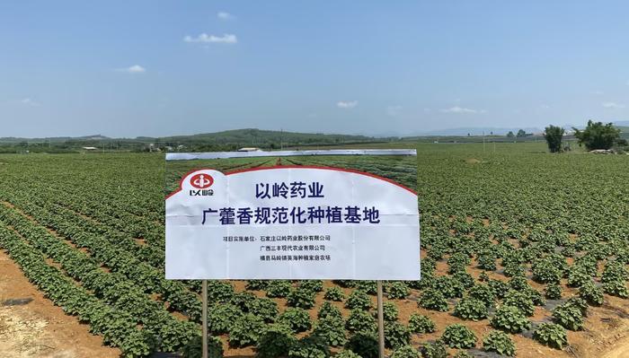 图：以岭药业广藿香规范化种植基地