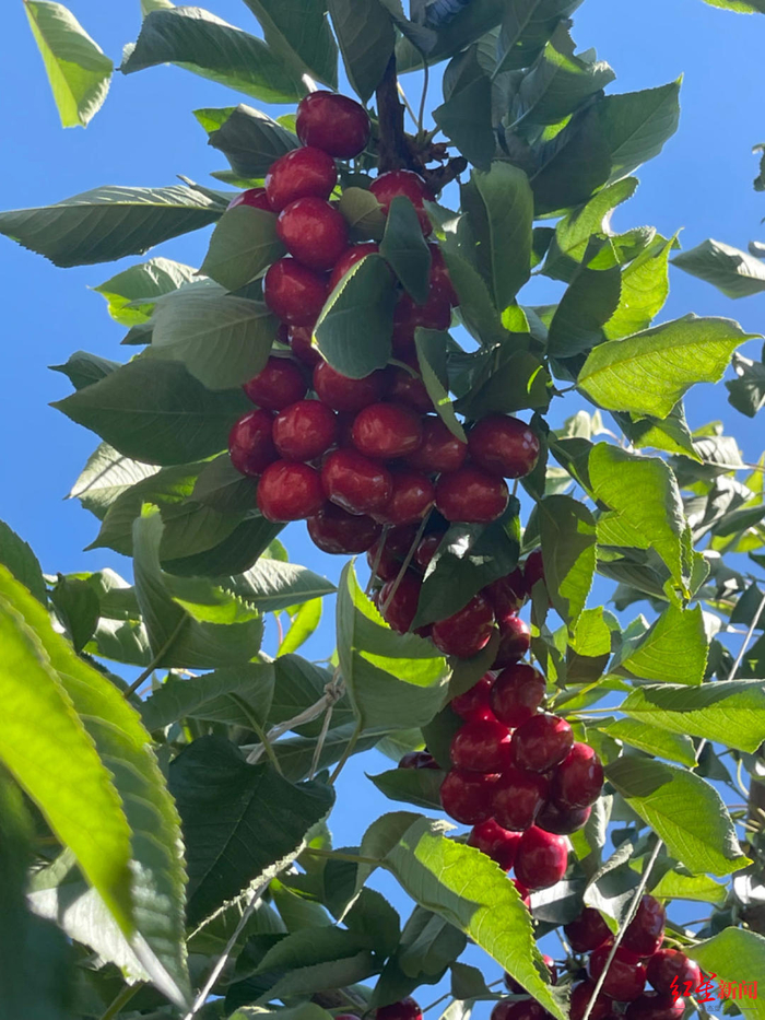 ▲智利种植园的车厘子