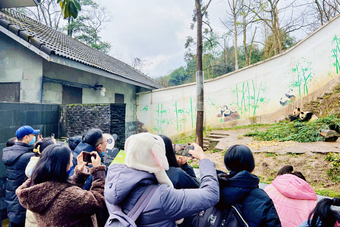 过大年，到雅安看熊猫