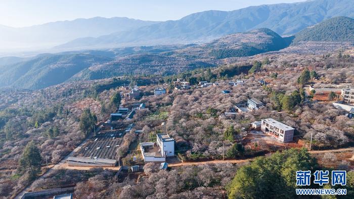 洱源县松鹤村,万亩梅林花开成海(视频截图)