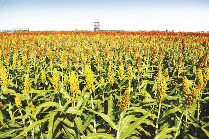         南徐村乡杂粮田园风光。（资料图片）    
