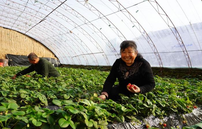 草莓种植户正忙着管护、采摘。马丽摄