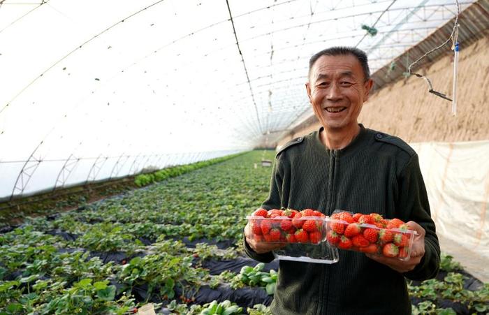 新鲜采摘的两盒草莓。马丽摄