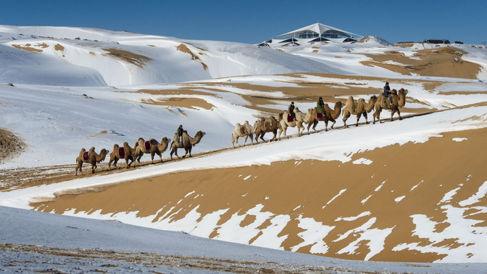 驼铃依旧（贾成钰摄）