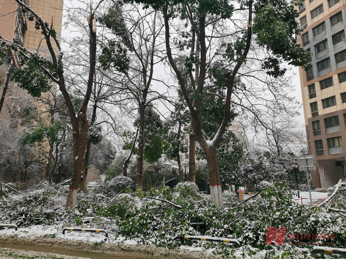 武汉街头大量树枝被压断 图片来源：每经记者 陈晴 摄