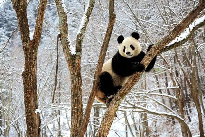 图源：佛坪熊猫谷景区微信公众号