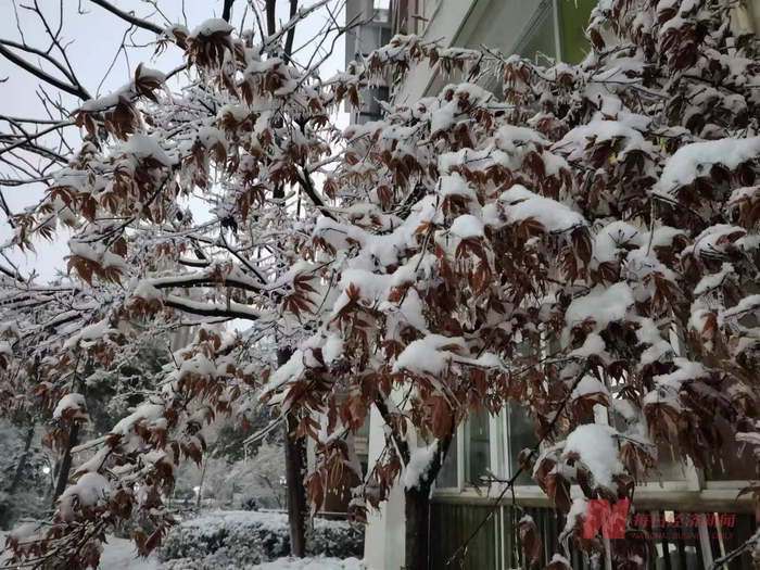 2月6日，武汉又下起了大雪 图片来源：每经记者 陈晴 摄
