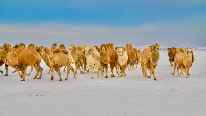 在冬季的赤峰市克什克腾旗达日罕乌拉苏木，成群的骆驼在雪地上前行。