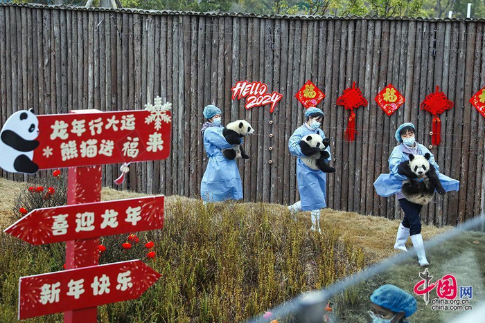 成都大熊猫繁育研究基地2023级新生熊猫宝宝们依次“龙”重登场亮相 中国网发 大熊猫国家保护研究中心供图