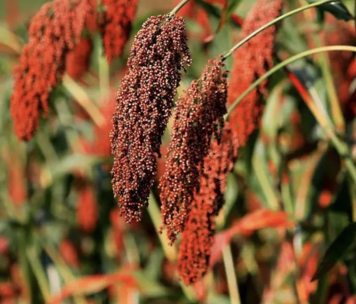 红缨子糯高粱 资料图