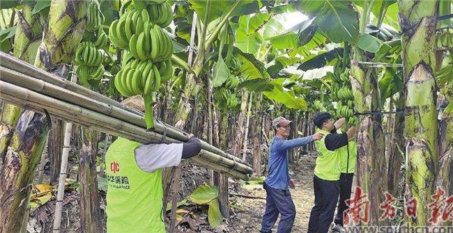 中华财险在肇庆协助香蕉种植户立防风杆。中华财险广东分公司供图