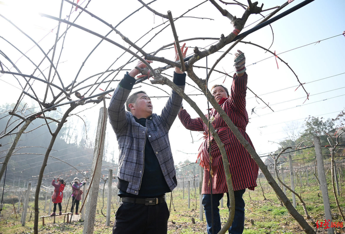 ▲张泽均在猕猴桃园里指导农户修枝技巧