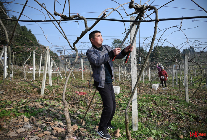 ▲张泽均在猕猴桃园里修剪枝条