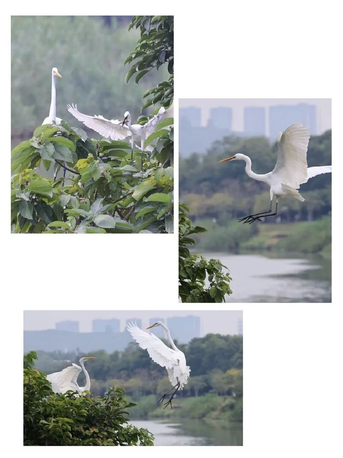 海鸟们在这里歇脚、捕食。图源：深圳晚报记者 陈玉/摄