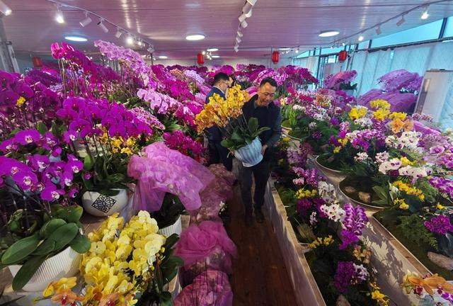 春节档，刘怀利一天要搬几百次花盆。 陈玺撼摄