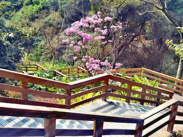 图源：美丽深圳微信公众号