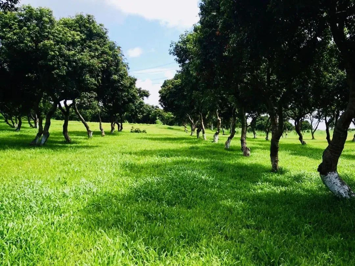 图源：深圳城管微信公众号