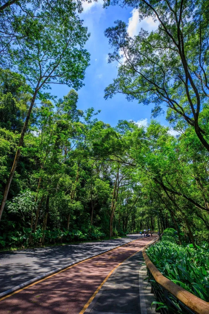 图源：深圳城管微信公众号