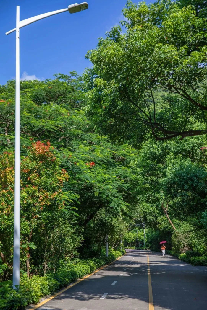 图片来源：深圳城管微信公众号