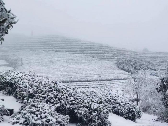 图：暴雪下的湖北蕲春雾云山村茶园