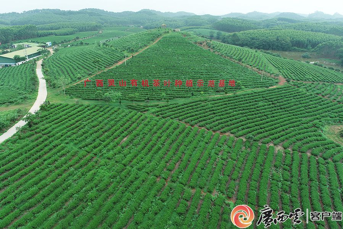 茶园静卧于青山中(资料图) .钦州市灵山县茶办供图