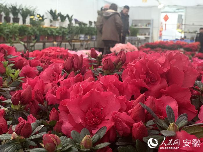 年宵花香年味浓。人民网记者 汪瑞华摄