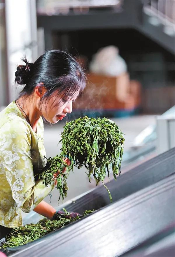 茶农手工制茶 记者 陈飞 摄