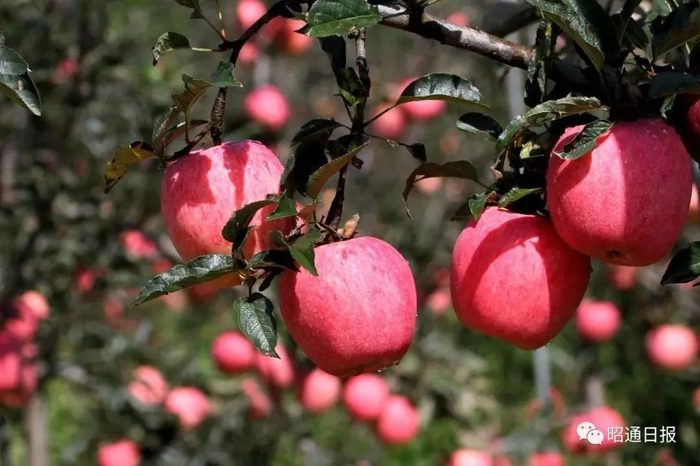 图源：“昭通日报”微信公众号李娇 摄