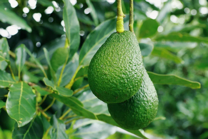 普洱市融媒体中心供图