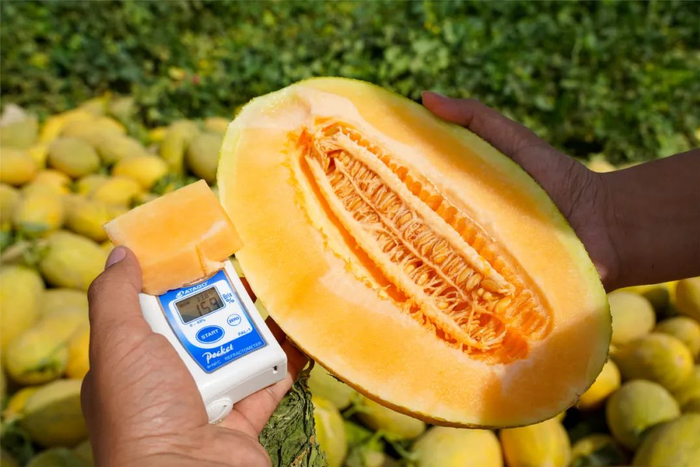 哈密市伊州区南湖乡产的哈密瓜 新疆日报 李华 摄