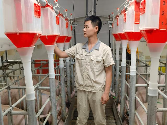 表弟在调整饲喂设备。受访者供图