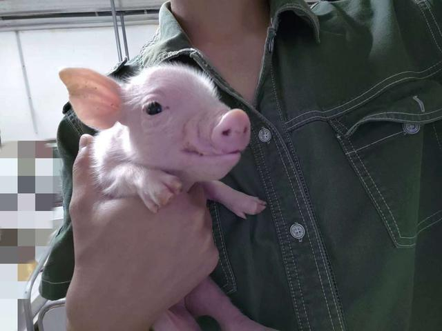 表弟和一头刚出生七天的仔猪，它的母亲由表弟养大、配种、并成功分娩。受访者供图