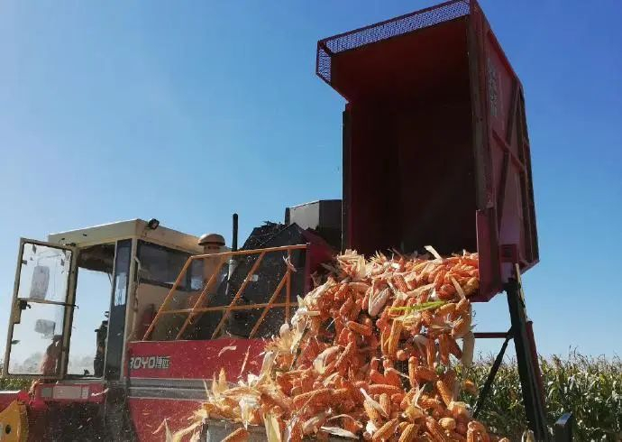 村民在收庄稼。受访者供图