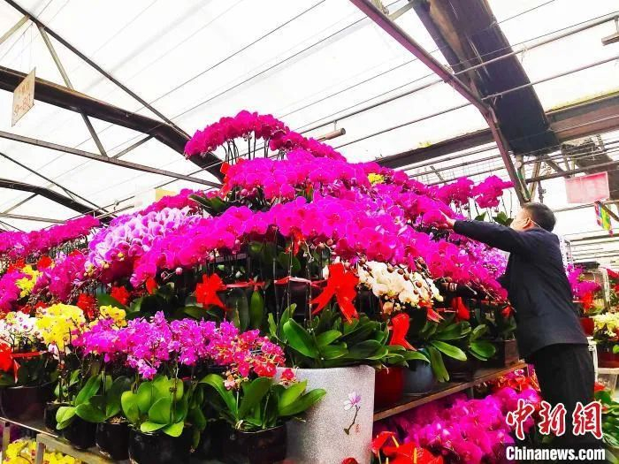 2024年乌鲁木齐市明珠花卉迎春花市开市。王小军 摄