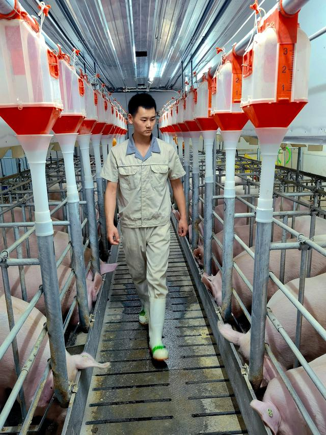 表弟在巡栏，他需要仔细观察每头猪的状态。受访者供图