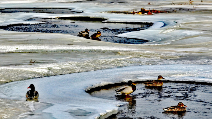 2月10日，在喀喇沁旗锡伯河拍摄的绿头鸭。（李富 摄）