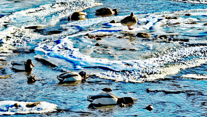 2月10日，在喀喇沁旗锡伯河拍摄的绿头鸭。（李富 摄）2月10日，在喀喇沁旗锡伯河拍摄的绿头鸭。（李富 摄）