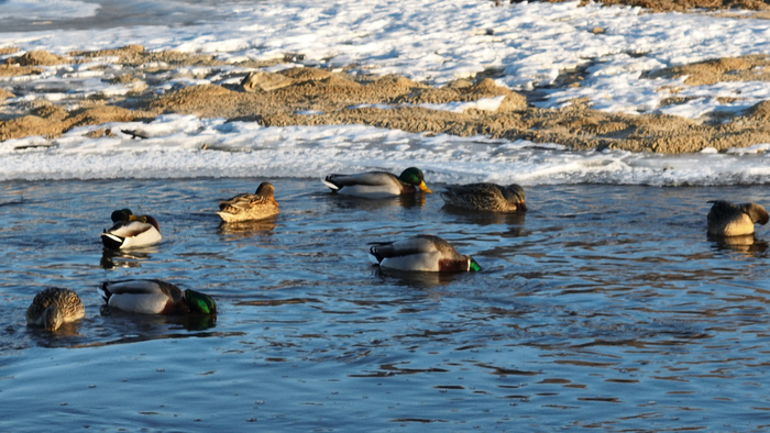 2月10日，在喀喇沁旗锡伯河拍摄的绿头鸭。（李富 摄）