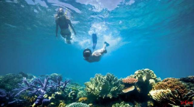 ▲游客潜水近距离观看大堡礁 受访者供图