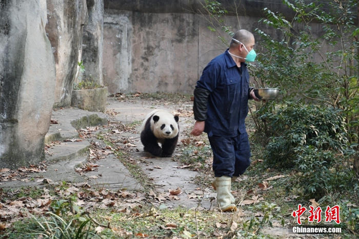 大熊猫花花一路小跑，跟在饲养员谭爷爷身后。