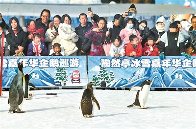 陶然亭公园开启企鹅巡游 摄影/本报记者 袁艺